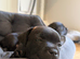 KC REGISTERED STAFFORDSHIRE BULL TERRIERS
