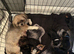 Stunning doby shih tzu puppies