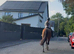 Super allrounder gelding 16hh