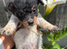 Beautiful  biewer terrier puppy