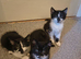 3 beautiful kitty