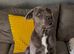 10month old cane corso x Neapolitan mastiff