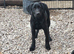 6 month old kc reg Male