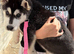 Siberian Husky - Beautiful female husky puppies.