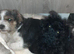 yorkiepoo puppy 1 boy left