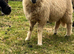 2 Valais x ewe lambs