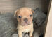 Red fawn French bull dogss
