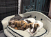 Jack Russell Puppies