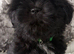 Shih tzu puppies
