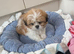 Shihtzu