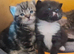 2 kittens