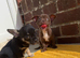 Chihuahua puppies