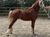 2 year old welsh c