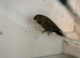 Black face black wing (bfbw) pair