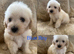 4 beautiful Poochon puppies ready soon