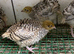 Japanese quails
