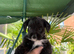 Russel puppies
