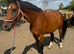 Cash – 16.3hh | 14-year-old Warmblood x Irish Mare