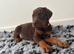 9 Doberman puppies (leave after 6th June)