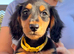 Minature Dachshund Long Haired Puppies