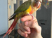 Cinnamon pineapple conure