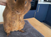 Teddy coat guinea pig