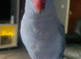 Tame Blue male Ringneck