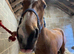 Fabulous TB Filly