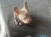 New shade issabella frenchie