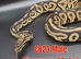 Ball pythons