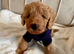 Quality Rare coloured Toy Cavapoochons DNA Health Tested