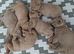 4 british shorthair kittens looking for 5* homes