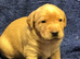 Working Labradors