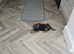 Beautiful border terrier puppies