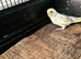 Beautiful Baby Budgie
