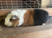 Teddy baby Guineapigs 1 male 2 female