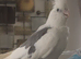 White faced pied MALE cockatiel for sale
