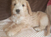 Cocker spaniel cross Chinese cresten