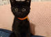 3 Lovely Kittens(Girls)<3 READY NOW!! Looking Forever Home