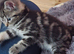 the last two  Tabby  kittens