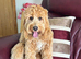 9 months girl cockapoo