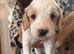 Cocker spaniel puppies