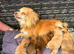 Puppies