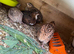 Mixed coturnix quail