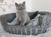 British Shorthair female