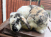 Male rabbit