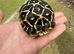 Indian Star Tortoises