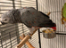 Red factor Afrecan grey