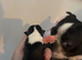 Exceptional Boston Terrier Pups – Outstanding Wildax & Skin Deep Bloodlines
