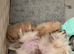 Pomeranian puppies ready now
